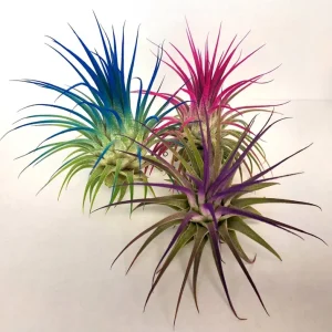 Tillandsia Iona Dark Blue Indigo Air Plant Live Plant - 2-3 inch, Indoor - Image 3