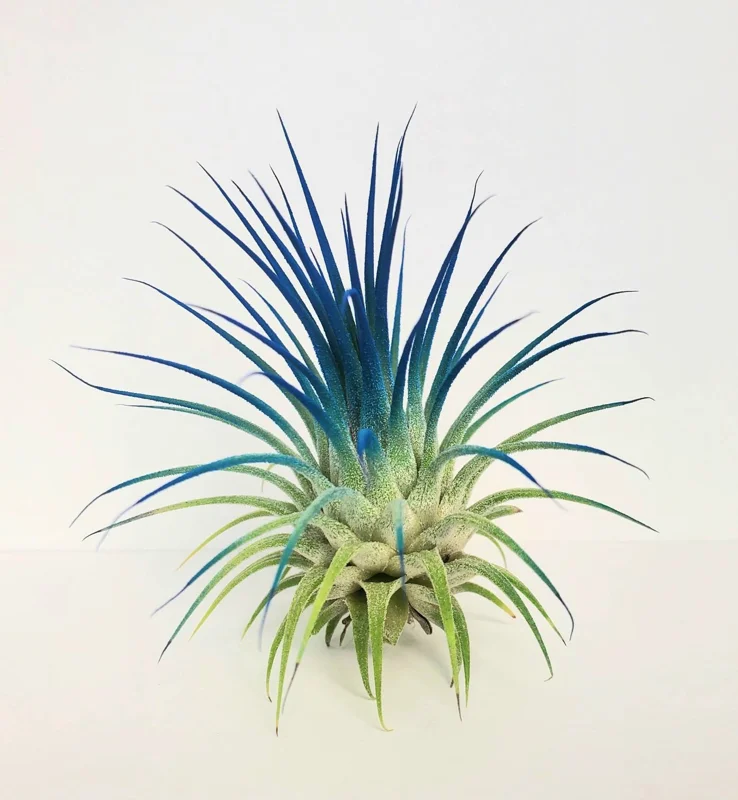 Tillandsia Iona Dark Blue Indigo Air Plant - Live Plant - 2-3 inches - Indoor - Image 1