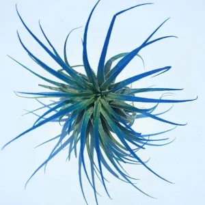 Tillandsia Iona Dark Blue Indigo Air Plant – Live Plant – Single – Indoor - Image 1