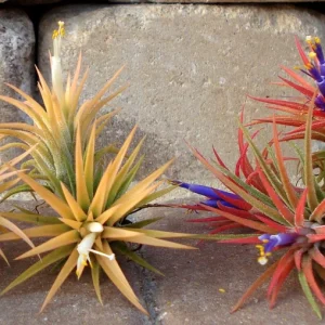 Tillandsia Iona Live Air Plant Trio - 3 Pack, 1-3 inch, Indoor - Image 3