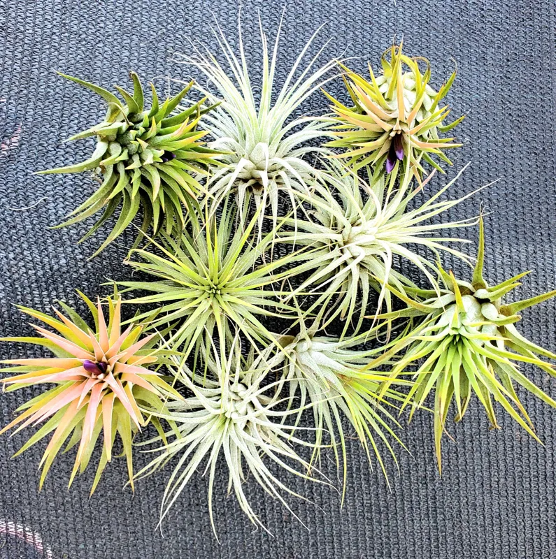 Tillandsia Iona Live Air Plant Trio - 3 Pack, 1-3 inch, Indoor - Image 4