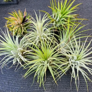 Tillandsia Iona Live Air Plant Trio - 3 Pack, 1-3 inch, Indoor - Image 5