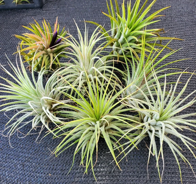 Tillandsia Iona Live Air Plant Trio - 3 Pack, 1-3 inch, Indoor - Image 5
