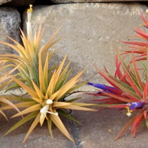 Tillandsia Iona Live Air Plant Trio - 3 Pack, 1-3 inch, Indoor - Image 6