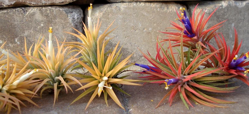 Tillandsia Iona Live Air Plant Trio - 3 Pack, 1-3 inch, Indoor - Image 6