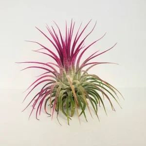 Tillandsia Iona Pink Air Plant - Live Indoor Plant - 2-3 Inches Tall - Image 2