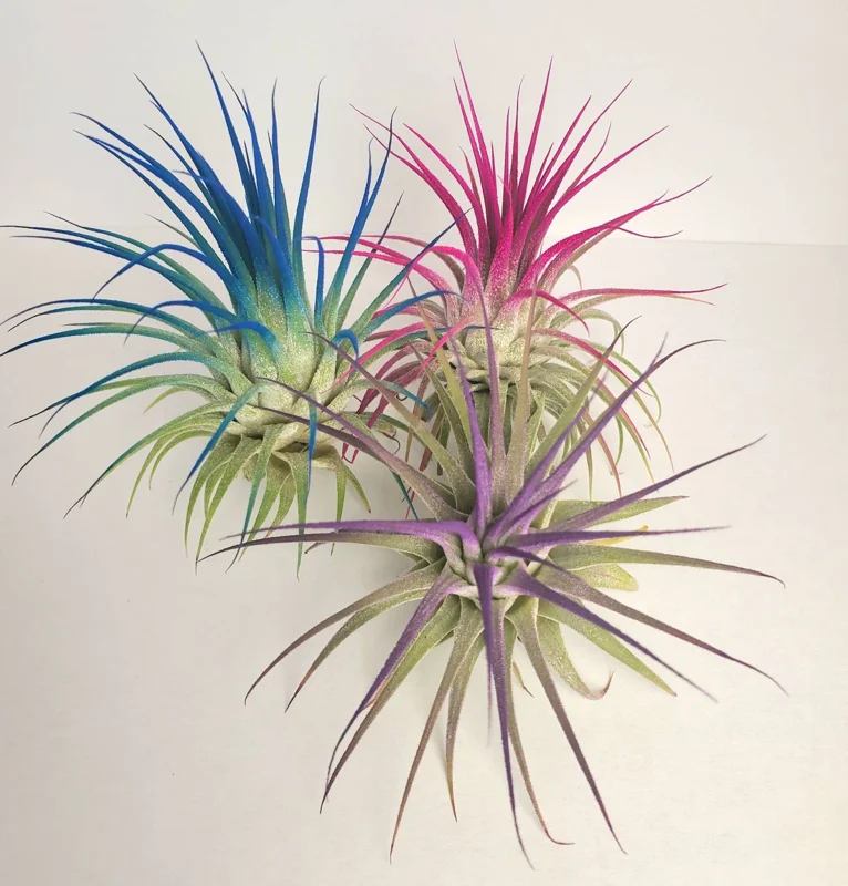 Tillandsia Iona Pink Air Plant - Live Indoor Plant - 2-3 Inches Tall - Image 3
