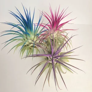 Tillandsia Iona Pink Air Plant - Live Indoor Plant - 2-3 Inches Tall - Image 3