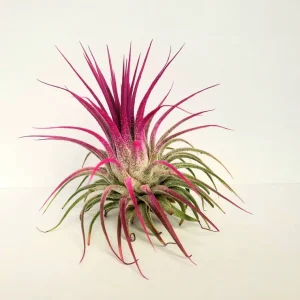 Tillandsia Iona Pink Air Plant - Live Indoor Plant - 2-3 Inches Tall - Image 1