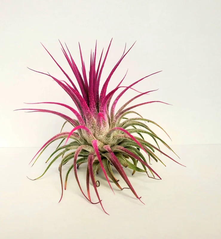 Tillandsia Iona Pink Air Plant - Live Indoor Plant - 2-3 Inches Tall - Image 1