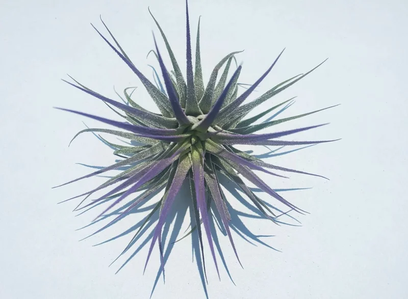 Tillandsia Iona Purple Air Plant - Live Indoor Plant, 2-3 inches, Easy Care - Image 1