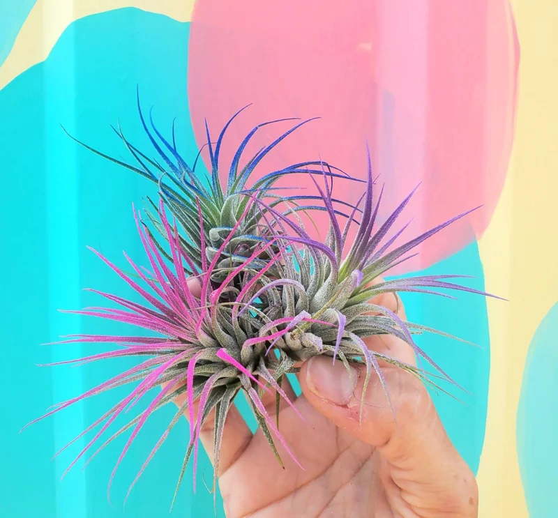 Tillandsia Iona Purple Air Plant - Live Indoor Plant - 2-3 Inches Tall - Image 2