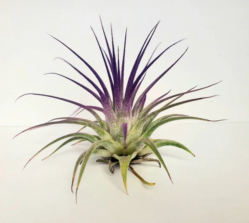 Tillandsia Iona Purple Air Plant - Live Indoor Plant, 2-3 inches, Easy Care - Image 1