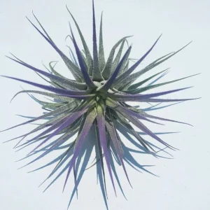 Tillandsia Iona Purple Air Plant - Live Indoor Plant - 2-3 Inches Tall - Image 1