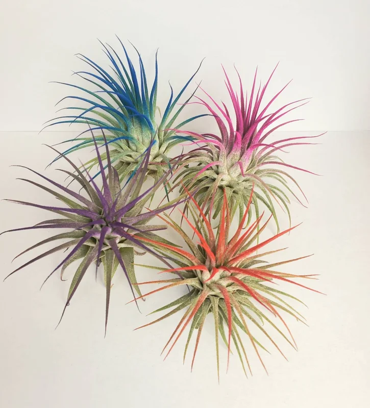 Tillandsia Iona Red Air Plant - Live Indoor Plant - Easy Care, 2-3" Tall - Image 2