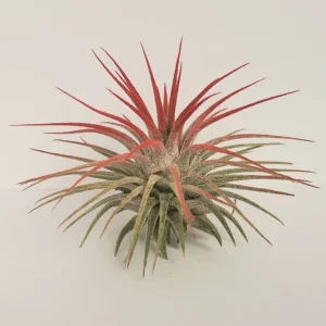 Tillandsia Iona Red Air Plant - Live Indoor Plant - Easy Care, 2-3" Tall - Image 1
