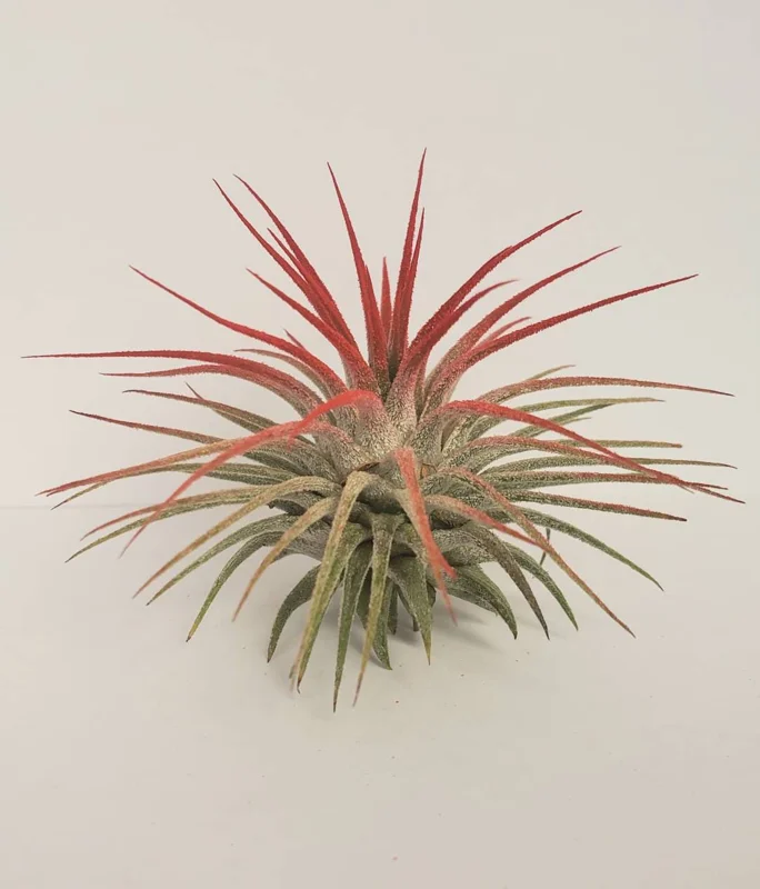 Tillandsia Iona Red Air Plant - Live Indoor Plant - Easy Care, 2-3" Tall - Image 1