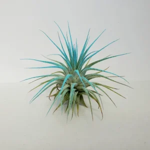 Tillandsia Iona Turquoise Air Plant - Live Plant - Easy Care - 2-3 Inches Tall - Image 2
