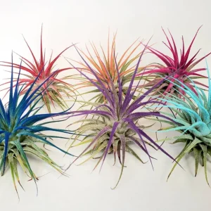 Tillandsia Iona Turquoise Air Plant - Live Plant - Easy Care - 2-3 Inches Tall - Image 3