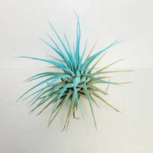 Tillandsia Iona Turquoise Air Plant - Live Plant - Easy Care - 2-3 Inches Tall - Image 1