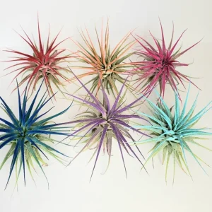Tillandsia Iona Turquoise Air Plant - Live Plant - Easy Care - 2-3 Inches Tall - Image 4