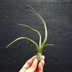 Tillandsia Pseudobaileyi Air Plant - Live Plant - 4-8 inches - Indoor - Image 1