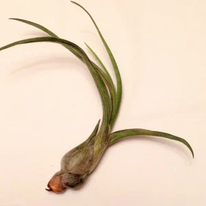 Tillandsia Pseudobaileyi Air Plant - Live Plant - 4-8 inches - Indoor - Image 2