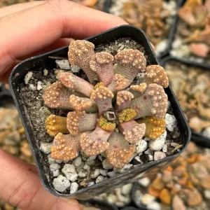 Titanopsis calcarea Live Plant – Concrete Leaf Jewel Succulent in 2 inch pot - Image 2