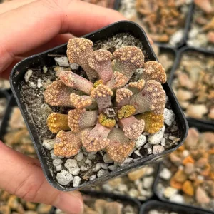 Titanopsis calcarea Live Plant – Concrete Leaf Jewel Succulent in 2 inch pot - Image 3