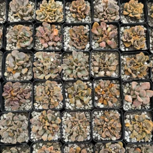 Titanopsis calcarea Live Plant – Concrete Leaf Jewel Succulent in 2 inch pot - Image 4