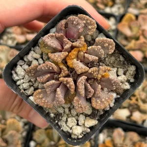 Titanopsis calcarea Live Plant – Concrete Leaf Jewel Succulent in 2 inch pot - Image 1
