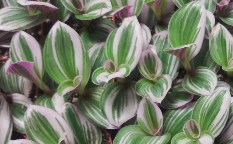 Tradescantia Nanouk Live Plant – 4-inch Tall – Indoor Wandering Jew - Image 1