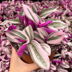 Tradescantia Nanouk Live Plant - Pink Wandering Jew Variegated Houseplant, 2-6 inch Pot - Image 2