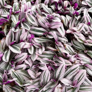 Tradescantia Nanouk Live Plant - Pink Wandering Jew Variegated Houseplant, 2-6 inch Pot - Image 3