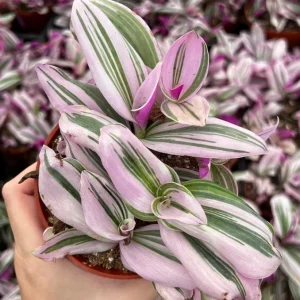Tradescantia Nanouk Live Plant - Pink Wandering Jew Variegated Houseplant, 2-6 inch Pot - Image 4