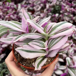 Tradescantia Nanouk Live Plant - Pink Wandering Jew Variegated Houseplant, 2-6 inch Pot - Image 5