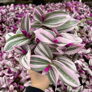Tradescantia Nanouk Live Plant - Pink Wandering Jew Variegated Houseplant, 2-6 inch Pot - Image 1