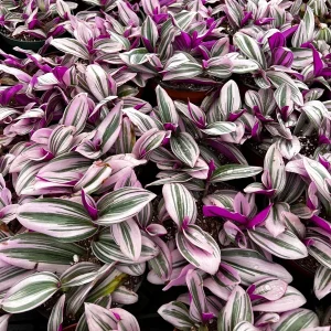 Tradescantia Nanouk Live Plant - Pink Wandering Jew Variegated Houseplant, 2-6 inch Pot - Image 6