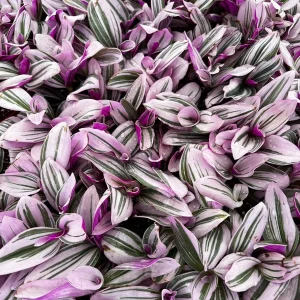Tradescantia Nanouk Live Plant - Pink Wandering Jew Variegated Houseplant, 2-6 inch Pot - Image 7