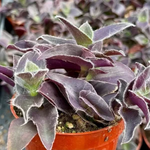 Tradescantia Pale Puma Live Plant – Purple Fuzzy Foliage – 4 inch Pot – Indoor - Image 2