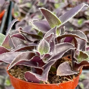 Tradescantia Pale Puma Live Plant – Purple Fuzzy Foliage – 4 inch Pot – Indoor - Image 3