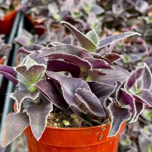 Tradescantia Pale Puma Live Plant – Purple Fuzzy Foliage – 4 inch Pot – Indoor - Image 4