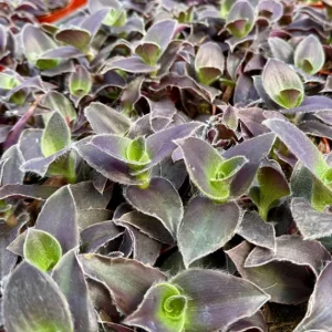 Tradescantia Pale Puma Live Plant – Purple Fuzzy Foliage – 4 inch Pot – Indoor - Image 5