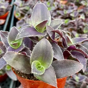 Tradescantia Pale Puma Live Plant – Purple Fuzzy Foliage – 4 inch Pot – Indoor - Image 1