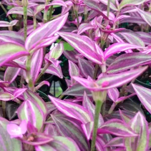 Tradescantia Pink Paradise Live Plant – 2.25 inch Pot, 2-Pack – Indoor Trailing Plant - Image 1