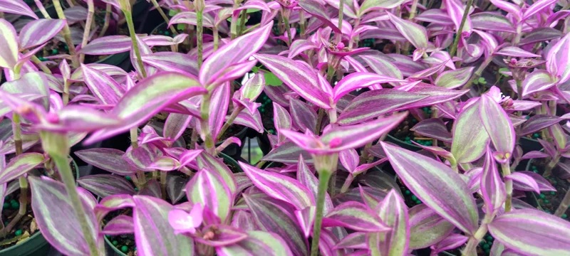 Tradescantia Pink Paradise Live Plant – 2.25 inch Pot, 2-Pack – Indoor Trailing Plant - Image 1