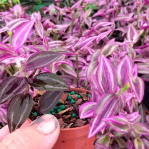 Tradescantia Pink Paradise Live Plant – 2.25 inch Pot, 2-Pack – Indoor Trailing Plant - Image 2