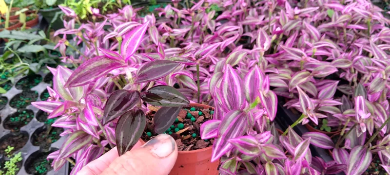 Tradescantia Pink Paradise Live Plant – 2.25 inch Pot, 2-Pack – Indoor Trailing Plant - Image 2