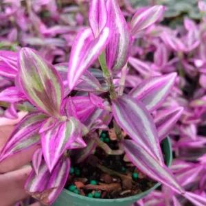 Tradescantia Pink Paradise Live Plant - 3.25 inch Pot - Indoor Houseplant - Image 2
