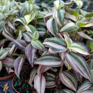 Tradescantia Tri Quad Color Live Plant - 3.25" Nursery Pot - Indoor/Outdoor - Image 1